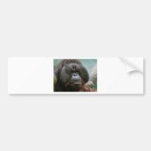 male orangutan bumper stickers