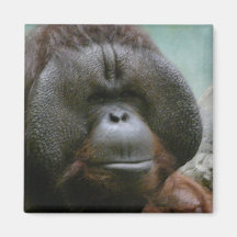 male orangutan magnets