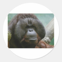 male orangutan round stickers
