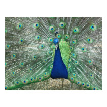 Male Peacock Photo