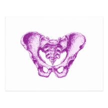 Male Pelvis Purple Post Card