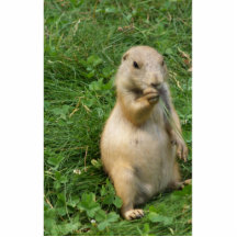 Male Prairie Dog Takes In The Scene On His Hind Le Photo Sculpture