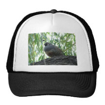 male quail trucker hats