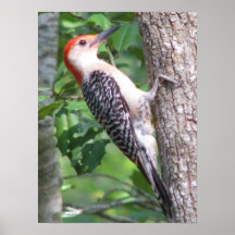 Male Red-bellied Woodpecker Poster