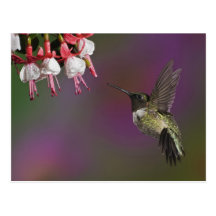 Male Ruby throated Hummingbird, Archilochus 2 Post Cards