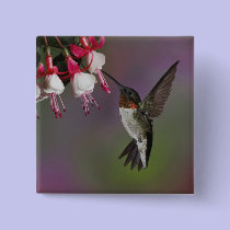 Male Ruby throated Hummingbird, Archilochus buttons