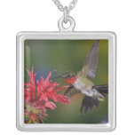Male Ruby-throated Hummingbird feeding on Personalized Necklace
