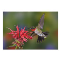 Male Ruby-throated Hummingbird feeding on