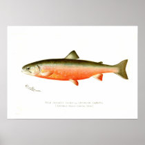 Male Sunapee Trout Print