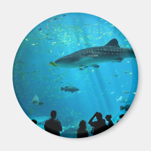 Male Whale Shark at Georgia Aquarium Magnets