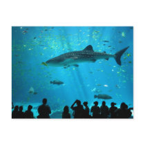 Male Whale Shark at Georgia Aquarium Postcard
