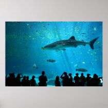 Male Whale Shark at Georgia Aquarium Posters