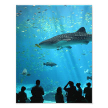 Male Whale Shark Photo Print