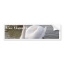 Male White Swan With Young Swans Bumper Stickers