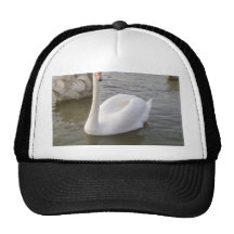 Male White Swan With Young Swans Hats