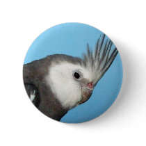 Male Whiteface Cockatiel