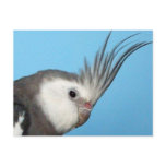 Male Whiteface Cockatiel postcards