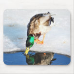 Mallard beauty Mousepad mousepads