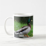 Mallard  - Bird mug mugs