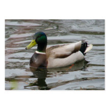 Mallard Business Cards