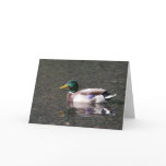 Mallard Greeting Cards