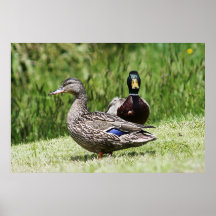 Mallard Couple # 1 Print
