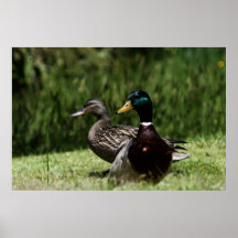 Mallard Couple # 2 Posters