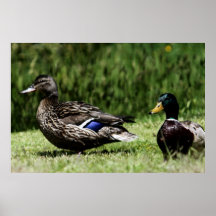 Mallard Couple # 3 Poster