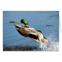 Mallard Drake Duck Card
