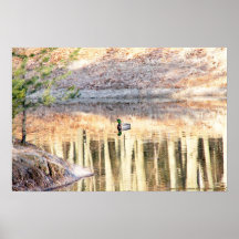 MALLARD DRAKE DUCK IN POND POSTERS