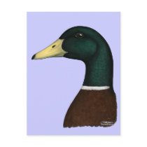 Mallard Drake Head Post Cards