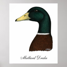 Mallard Drake Head Poster