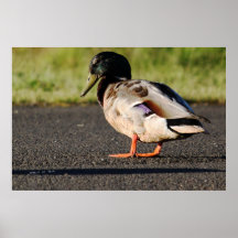 Mallard Drake Print