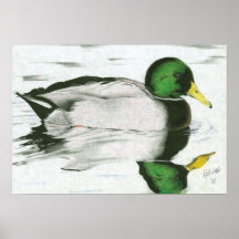 Mallard Drake Posters