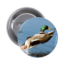 Mallard Drake Takes Flight Pin