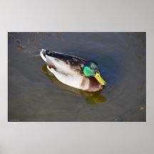 Mallard Duck 3 Poster