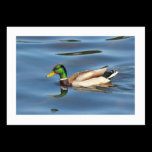 Mallard Duck (Bordered) business cards