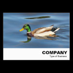 Mallard Duck business cards