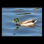 Mallard Duck business cards