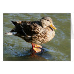 Mallard Duck Card