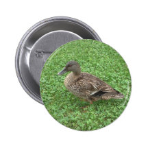 Mallard Duck Female Photo Pinback Buttons