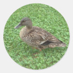 Mallard Duck Female Photo Round Sticker