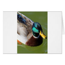 Mallard Duck Greeting Card