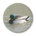 "Mallard Duck" Magnets