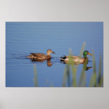 Mallard duck pair posters