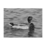 Mallard Duck Post Cards