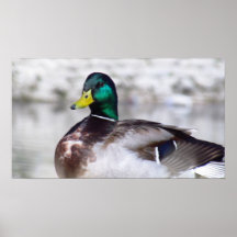 Mallard Duck Poster