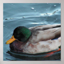 Mallard Duck Poster
