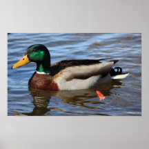 Mallard Duck Poster/Print