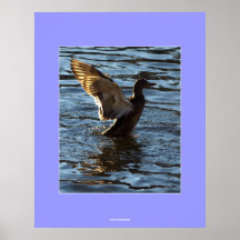 Mallard Duck  Posters